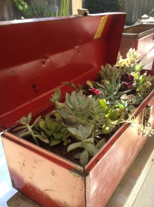 This tool box is a great size for a succulent garden.